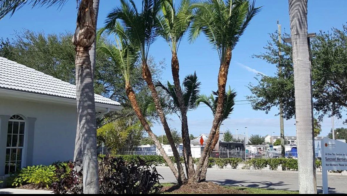 Palm trimming with bucket truck